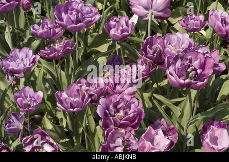 Belles fleurs violettes de Tulipe avec des pétales doubles fleurissant dans un jardin de printemps, fond floral plein cadre sous la lumière du soleil. Banque D'Images