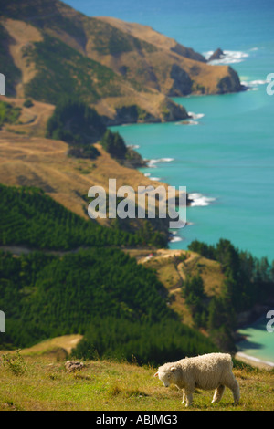 La French Pass, une vue sur Marlborough Sounds, île du sud Nouvelle-zélande Banque D'Images