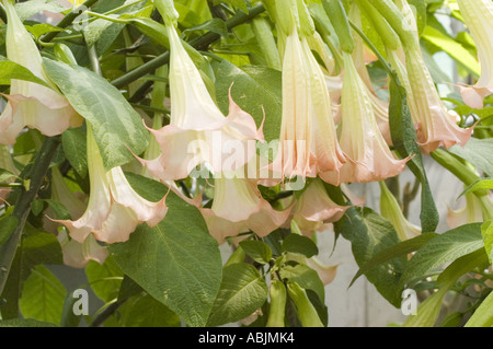 Grand pied de long fleurs de Angel s trompette ou stramoine Datura stramonium plante et fleurs Banque D'Images