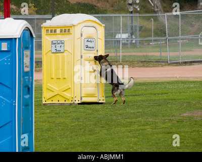 Redondo Beach CA K9 Essais cliniques 2006 Berger Allemand conclut suspect dans le cadre de la recherche de la concurrence. USA Banque D'Images