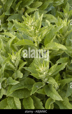 Herbe de consoude russe (Symphytum x uplandicum) poussant dans un jardin. Plante Boraginaceae avec des feuilles vertes texturées et des bourgeons floraux en développement. Banque D'Images