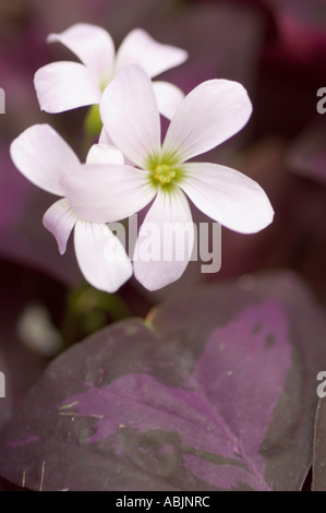 Gros plan de fleurs blanches et de feuilles violettes foncées de Purple Shamrock, Crimson Iron Cross, Oxalis triangularis. Belle photographie macro de plante d'intérieur. Banque D'Images