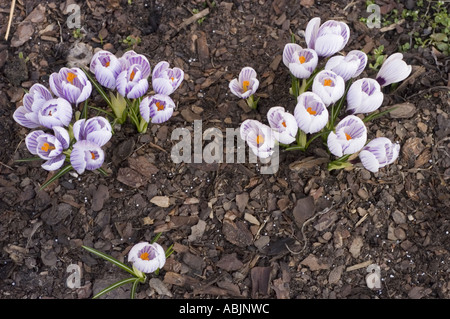 De belles fleurs de crocus violettes avec des rayures blanches et des centres orange fleurissant dans un lit de jardin avec du paillis au début de la saison du printemps. Banque D'Images