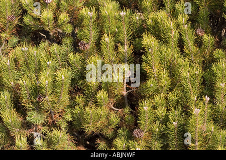 Gros plan d'aiguilles et de cônes verts sur un pin de montagne suisse (Pinus mugo), membre de la famille des Pinaceae, dans un cadre naturel dense. Banque D'Images
