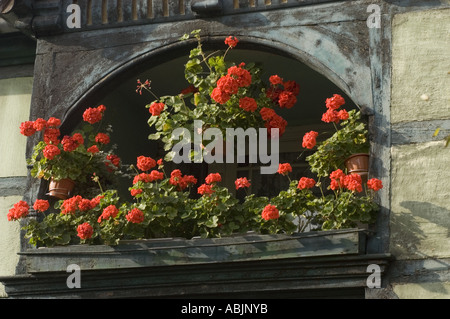 Balcon patrimonial avec fleurs rouges à Grodzisk Wielkopolski, Pologne. Architecture européenne traditionnelle avec des géraniums florissants dans des vitrines. Banque D'Images