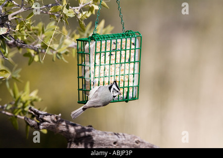 Mésange bicolore Baeolophus wollweberi Bridled Sonoita Cochise Comté Arizona United States 25 février adulte à suet feeder Paridae Banque D'Images