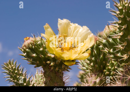 Cane Cholla Cylindropuntia spinosior Tucson Pima Comté Arizona United States 25 avril Cactaceae fleur Banque D'Images