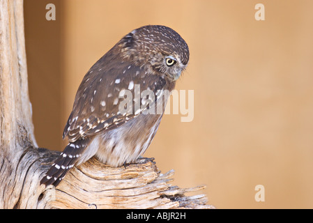 Chouette naine Glaucidium brasilianum ferrugineux Arizona Sonora Desert Museum Tucson Arizona USA 13 captifs Septembre Strigidae Banque D'Images