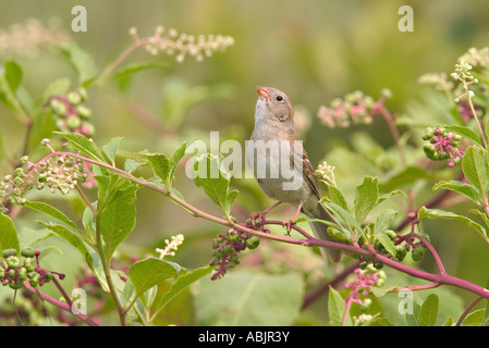 Field Sparrow Spizella pusilla Réserve de prairie à herbes Pawhaska Oklahoma USA 7 juillet EMBERIZIDAE Adultes Banque D'Images