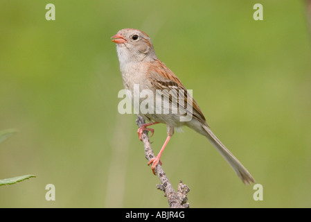 Field Sparrow Spizella pusilla Réserve de prairie à herbes Pawhaska Oklahoma USA 7 juillet EMBERIZIDAE Adultes Banque D'Images