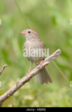 Field Sparrow Spizella pusilla Réserve de prairie à herbes Pawhaska Oklahoma USA 7 juillet EMBERIZIDAE Adultes Banque D'Images