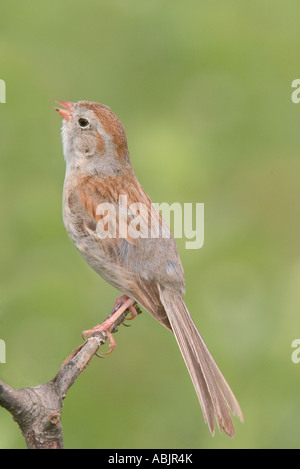 Field Sparrow Spizella pusilla Réserve de prairie à herbes Pawhaska Oklahoma USA 7 juillet EMBERIZIDAE Adultes Banque D'Images