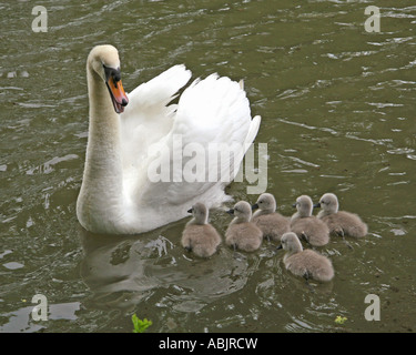 Swan et cygnets Banque D'Images