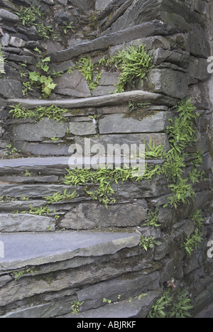 Maidenhair spleenwort trichomanes aspslenium croissant sur les étapes d'ardoise Lake District Cumbria peut Banque D'Images