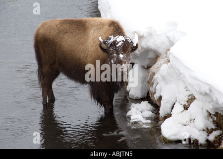 Plein de bisons de creuser la neige pour la nourriture le long de la rivière en hiver Banque D'Images