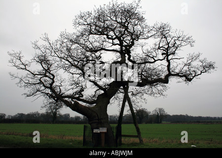 Kett's Oak Tree - Point de rassemblement de la réforme foncière soulèvement dirigé par Robert Kett [Wymondham, Norfolk, Angleterre, Royaume-Uni]. . Banque D'Images