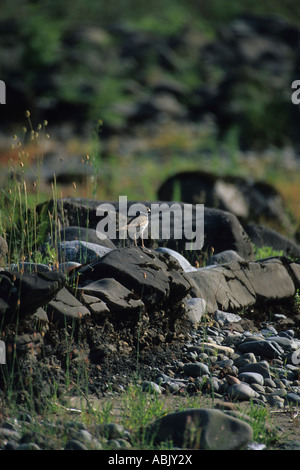 Le Pluvier kildir sur les roches par Rogue River Banque D'Images