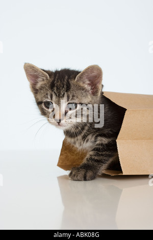 Chaton à sortir du sac de papier Banque D'Images