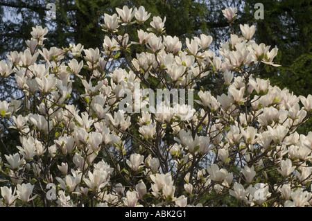 De belles fleurs d'azalée blanche fleurissent sur un Rhododendron de brousse dans un cadre de jardin luxuriant pendant la saison printanière. Banque D'Images