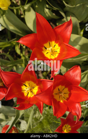 Tulipes rouges et jaunes éclatantes fleurissent dans un jardin aux feuilles vertes luxuriantes, mettant en valeur leurs pétales en forme d'étoile frappants et leurs centres jaunes vifs. Banque D'Images