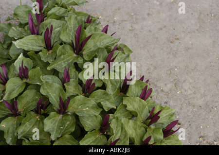 Fleurs rouge foncé et feuilles vertes de Liliaceae Trillium chloropetalum, une espèce végétale indigène d'Amérique du Nord. Banque D'Images