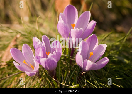 Gros plan de quatre crocus violets fleurissant dans un champ herbeux sous la lumière douce du soleil. Belles fleurs de printemps dans la nature. Banque D'Images