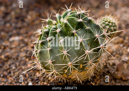 Gros plan d'un petit cactus en forme de globe avec des épines pointues poussant dans un jardin de gravier. Banque D'Images