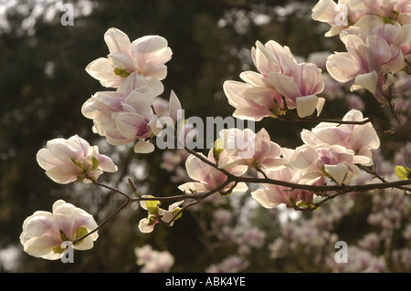 Gros plan de fleurs roses blanches sur un tulipe ou un magnolia de Magnoliaceae de tulipe fleurissant au printemps. Beau fond de nature. Banque D'Images