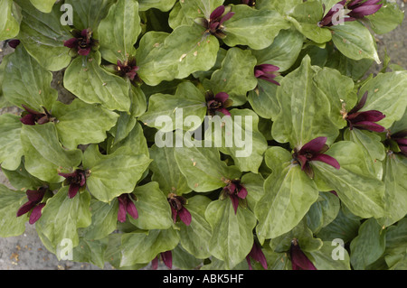Feuilles marbrées vertes et fleurs rouge foncé de Trillium chloropetalum, une plante de la famille des Liliacées originaire d'Amérique du Nord. Banque D'Images