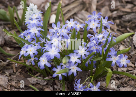 Belle grappe de Chionodoxa siehei, également connue sous le nom de gloire de la neige, fleurissant au printemps avec des pétales mauves et blancs en Turquie. Banque D'Images