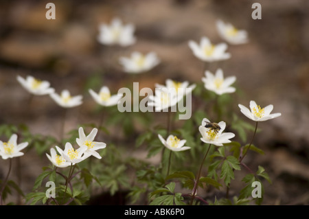 Fleurs blanches au début du printemps des anémones Grecian Windflower Ranunculaceae Anemone blanda fleurissant sur un sol forestier avec une abeille pollinisatrice. Banque D'Images