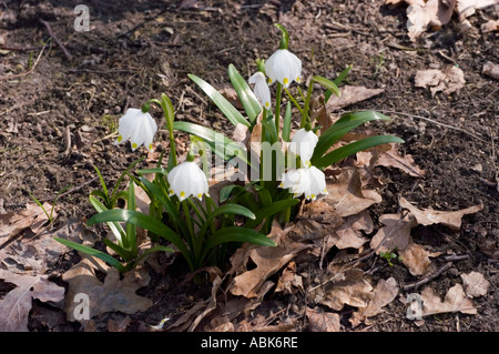 Fleurs blanches du début du printemps de flocon de neige printanier Leucojum vernum fleurissant dans un jardin avec des feuilles sèches sur le sol. Banque D'Images