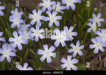 Fleurs mauves printanières blanches et bleues de Chionodoxa siehei, famille des Liliacées, floraison en Turquie. Banque D'Images