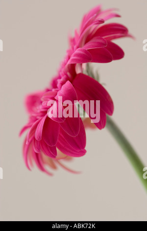 Gerbera rose Banque D'Images