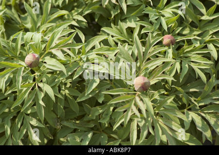 Pivoine commune (Paeonia officinalis) boutons floraux et feuillage vert dans un jardin. Gros plan sur les espèces de Paeoniaceae. Banque D'Images