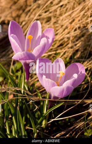 Gros plan de deux crocus violet pâle fleurissant au début du printemps au soleil parmi l'herbe sèche et les pousses vertes. Banque D'Images