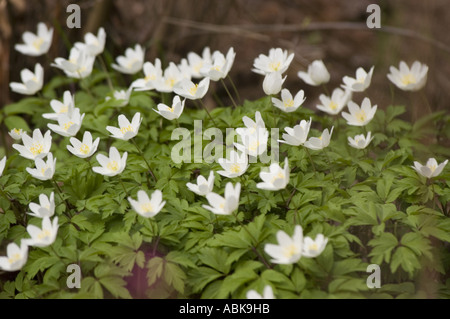 Fleurs blanches au début du printemps d'Anemone blanda Grecian Windflower. De belles anémones de bois de Ranunculaceae fleurissent dans un cadre forestier naturel. Banque D'Images