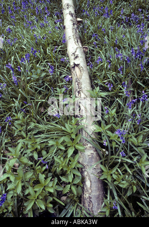 Bluebells Hyacinthoides non scripta tapis sol forestier avec Waresley journal tombé Bois Cambridgeshire Angleterre Banque D'Images