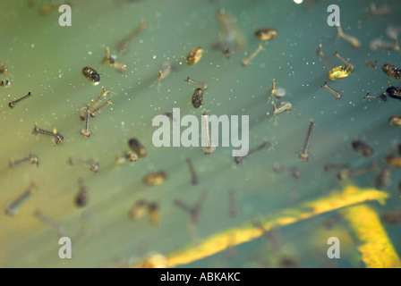 Les larves de moustiques Culex pipiens sur surface de l'eau dans une flaque d'eau stagnante de la piscine Banque D'Images