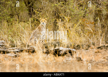 Guépard guépard chasse chasse-leopard leopard debout dans l'herbe haute et regarder regarder pour la proie Kenya Kenia disguis camouflage Banque D'Images