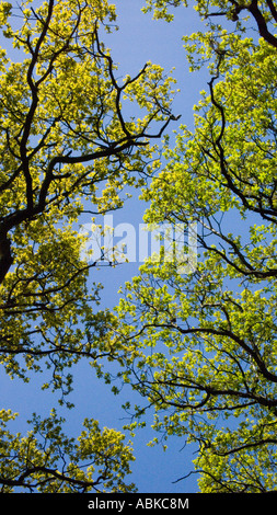 Feuilles vert vif de l'Oak tree against a blue sky landscape Banque D'Images