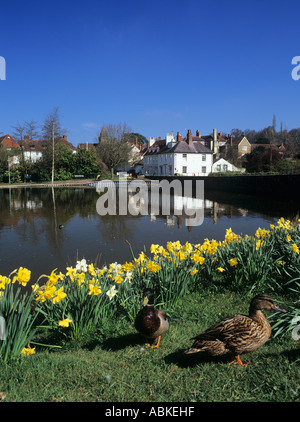 Les jonquilles et les Canards colverts de l'étang au printemps sur la périphérie de Midhurst West Sussex England UK en Grande-Bretagne. Banque D'Images