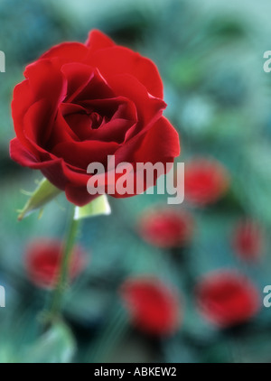 Rose rouge et pétales tombés et rétroéclairé et diffusée doucement debout sur fond vert tacheté. Angleterre Royaume-uni Grande-Bretagne Banque D'Images