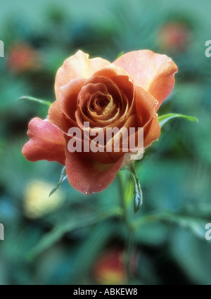 Rose vieux rose et pétales tombés doucement et rétroéclairé diffusés sur fond marbré vert. Banque D'Images