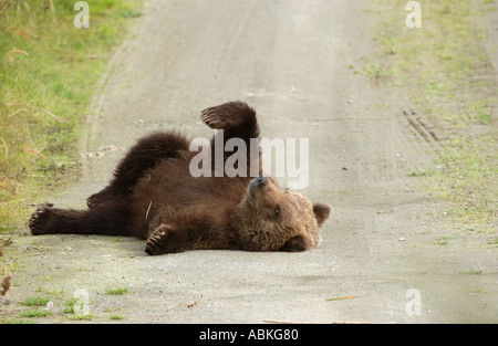 Brown Bear cub à l'Alaska USA Banque D'Images
