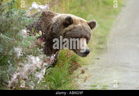 Ours brun à la recherche, à l'arrière de l'Alaska États-unis bush Banque D'Images