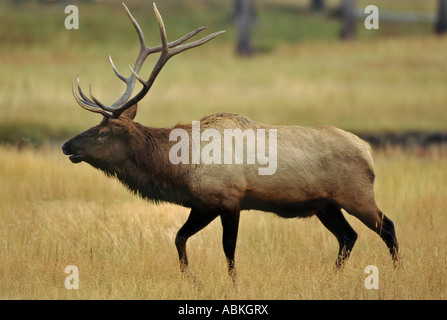 Grand bull elk se pavaner dans le pré pendant le rut d'automne annuel Parc National de Yellowstone au Wyoming USA Banque D'Images