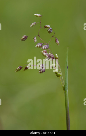 Quaking grass Briza media Banque D'Images