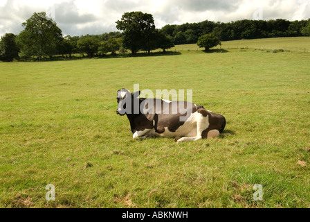 Fixant de vache dans un champ avec des nuages de pluie Banque D'Images