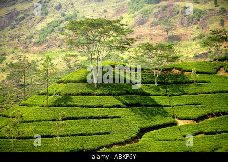 Cueillette du thé près de Watawala Hatton, Province du Centre, au Sri Lanka, en Asie Banque D'Images